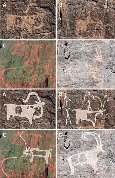 Espèce identifiable dans l’art rupestre d’Umm Jirsan. Deux rangées du haut : A) moutons ; B) des figurines de chèvre et deux bonhommes allumettes avec des outils à la ceinture ; C) les bovins à longues cornes ; D) bouquetin avec cornes nervurées et marques de pelage. Deux rangées du bas : tracés des images A à D. Photo : Stewart et al